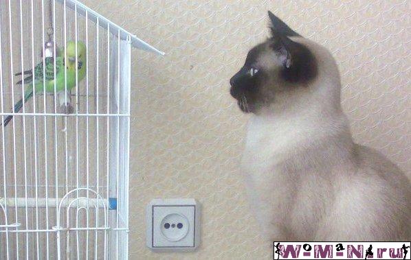 Ники.jpg