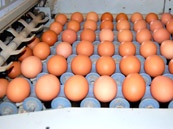 маркировка яиц